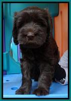 Tela and Champ pups 6 wks old 161