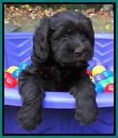 Tela and Champ pups 6 wks old 171