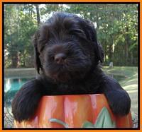 Tela Champ pups 4 wks old 281