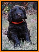 Tela Champ pups 5 wks old 191