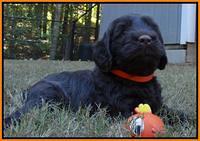 Tela Champ pups 5 wks old 201