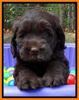 Tela and Champ pups 6 wks old 131