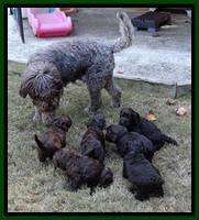 Tela Champ pups 4 wks old 21