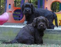 Tela Champ pups 4 wks old 61