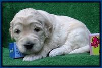 Bess Zephyr pups 3 wks old 11