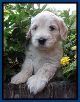 Bess Zephyr pups 5 wks old 21