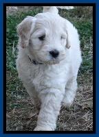 Bess Zephyr pups 6 wks old 51