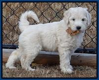 Bess Zephyr pups 7 wks old 11