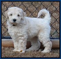 Bess Zephyr pups 7 wks old 31