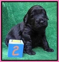 Bess Zephyr pups 3 wks old 61