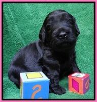Bess Zephyr pups 3 wks old 71