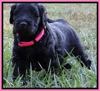 Bess Zephyr pups 4 wks old 111