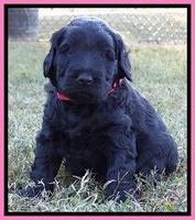 Bess Zephyr pups 4 wks old 71