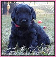 Bess Zephyr pups 4 wks old 91