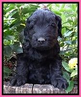 Bess Zephyr pups 5 wks old 131