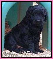 Bess Zephyr pups 6 wks old 71
