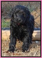 Bess Zephyr pups 7 wks old 51