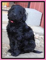 Bess Zephyr pups 7 wks old 61