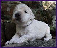 Bess Zephyr pups 2 wks old 81