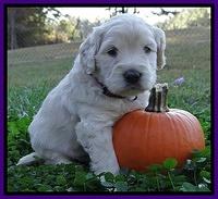 Bess Zephyr pups 4 wks old 151