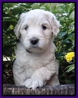 Bess Zephyr pups 5 wks old 181