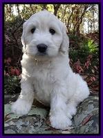 Bess Zephyr pups 8 wks old 41