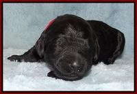 Bess Zephyr pups 1 wk old 121