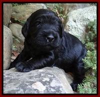 Bess Zephyr pups 2 wks old 111