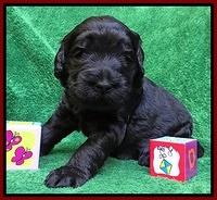 Bess Zephyr pups 3 wks old 121