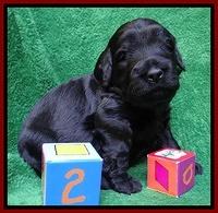 Bess Zephyr pups 3 wks old 131
