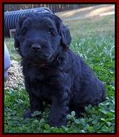 Bess Zephyr pups 4 wks old 181
