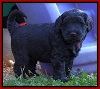 Bess Zephyr pups 4 wks old 191