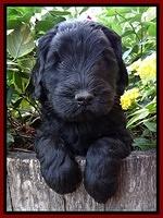 Bess Zephyr pups 5 wks old 31