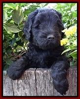 Bess Zephyr pups 5 wks old 41