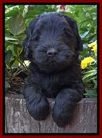 Bess Zephyr pups 5 wks old 51