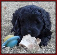 Bess Zephyr pups 7 wks old 121