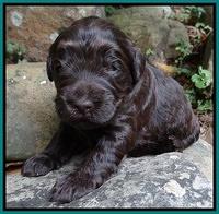 Bess Zephyr pups 2 wks old 71