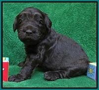 Bess Zephyr pups 3 wks old 141