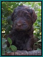 Bess Zephyr pups 5 wks old 81