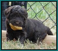 Bess Zephyr pups 6 wks old 221