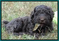 Bess Zephyr pups 6 wks old 231