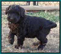 Bess Zephyr pups 7 wks old 171