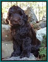 Bess Zephyr pups 8 wks old 61