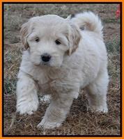 Bess Zephyr pups 7 wks old 241