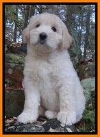 Bess Zephyr pups 8 wks old 81