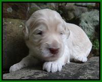 Bess Zephyr pups 2 wks old 61