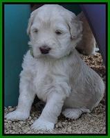 Bess Zephyr pups 4 wks old 311