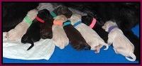 Bess Zeph newborn group 41
