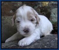 Jolie Marco TExas pups 3 wks old 1111
