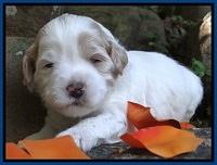 Jolie Marco TExas pups 3 wks old 51